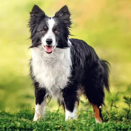 penink_dog_style