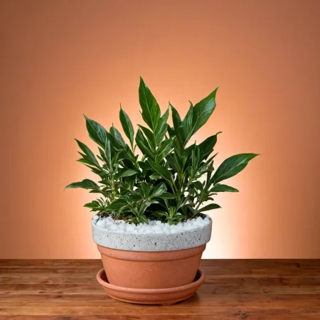 (plant pot showcase) <lora:27_plant_pot_showcase:1.1>
Tan background,
high quality, professional, highres, amazing, dramatic,
(Arctic tundra and northern lights display:0.5),