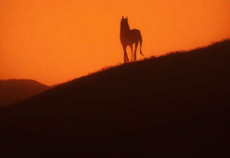 , masterpiece, best quality, newest, absurdres, highres,detailed, horse, dramatic light, orange filter, plains, horror movie