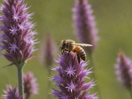 Closeup of a honey bee on a Marsh blazing star in a sunny garden, sharp focus,

ZipRealism, Zip2D

<lora:RMSDXL_Enhance:1>,
<lora:add-detail-xl:0.8>,
<lora:RMSDXL_Darkness_Cinema:1>,