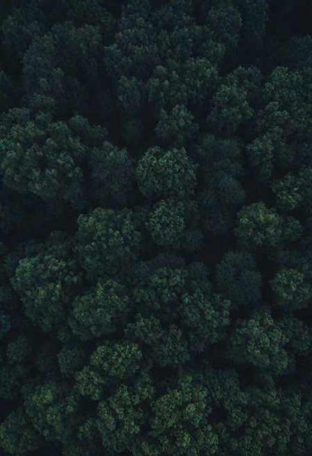 a night forest without