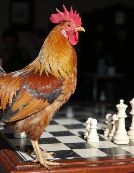 A photo of a rooster standing on a table in front of a game of chess., <lora:iphone-dev-7:0.8> <lora:amateurphoto-6version:0.8>  <lora:Another_Amateur_Lora:0.4>  <lora:Phlux:0.4> <lora:UltraRealPhoto:0.4>