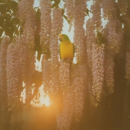 (a polaroid film photography:1.2) quaker parrot and wisteria, ethereal, golden hour