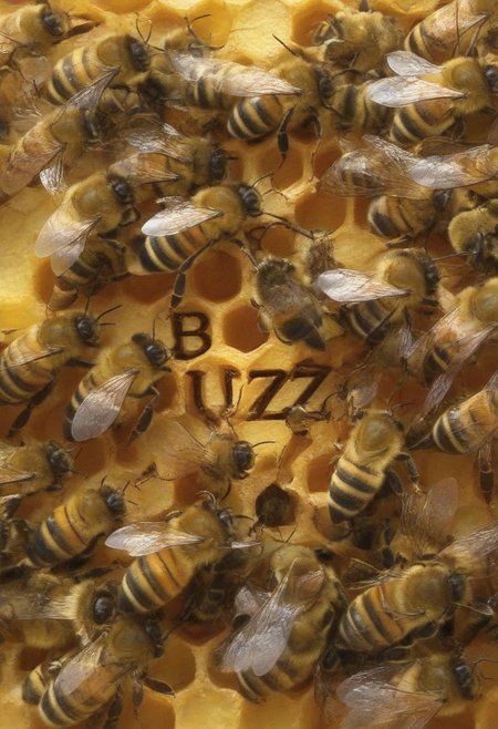 bees assemble into the word "Buzzz!"
bee, bees
