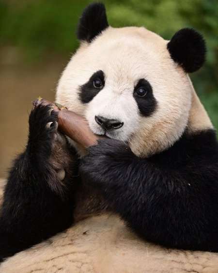 panda 100