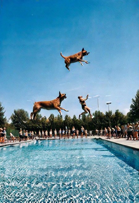 F-B-C, foreground: a dog looking up with its mouth open, background: people jumping off a pool diving platform, effect: people jumping into the dog's mouth